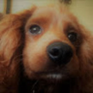 Meet your Posher, Eva